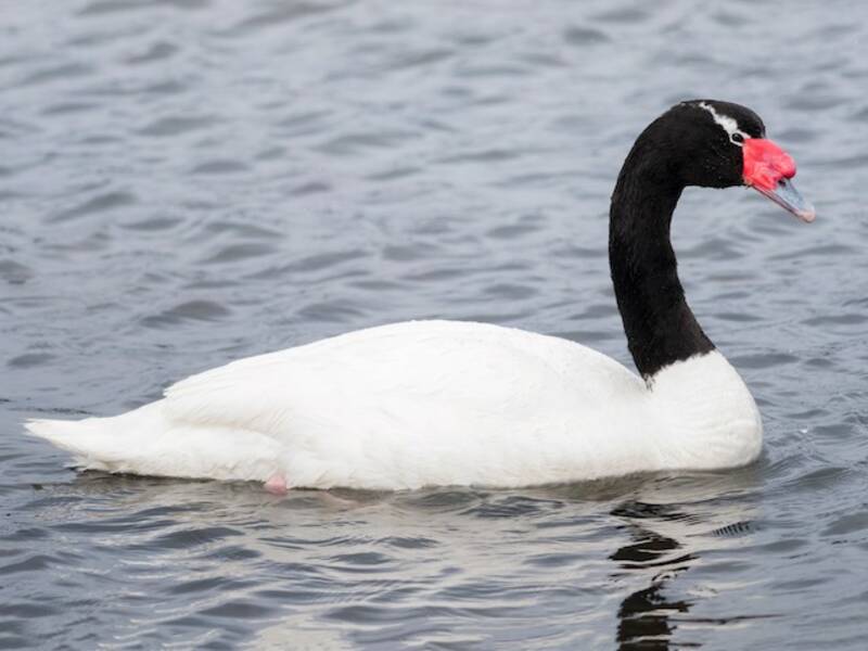 Black-necked Swan, Photos 2