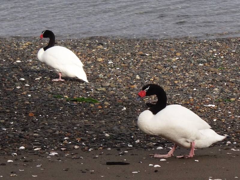 Black-necked Swan, Photos 3