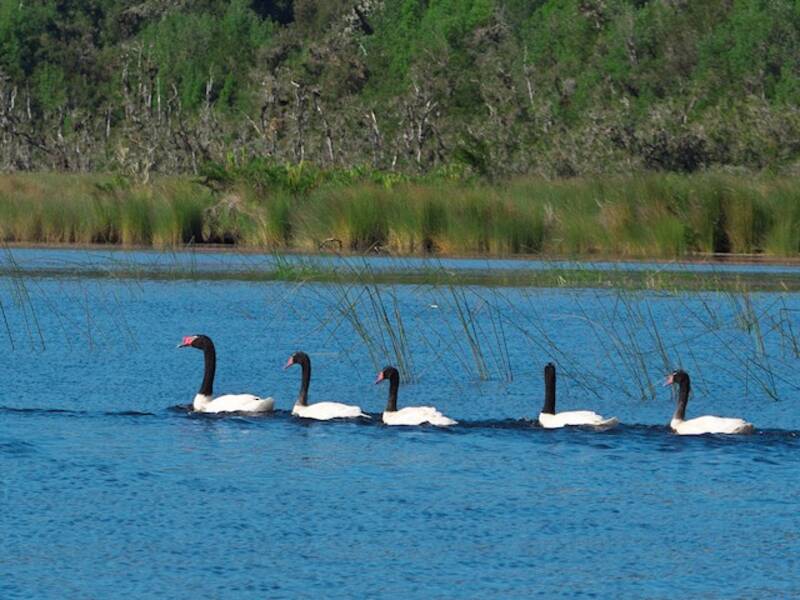 Black-necked Swan, Photos 4