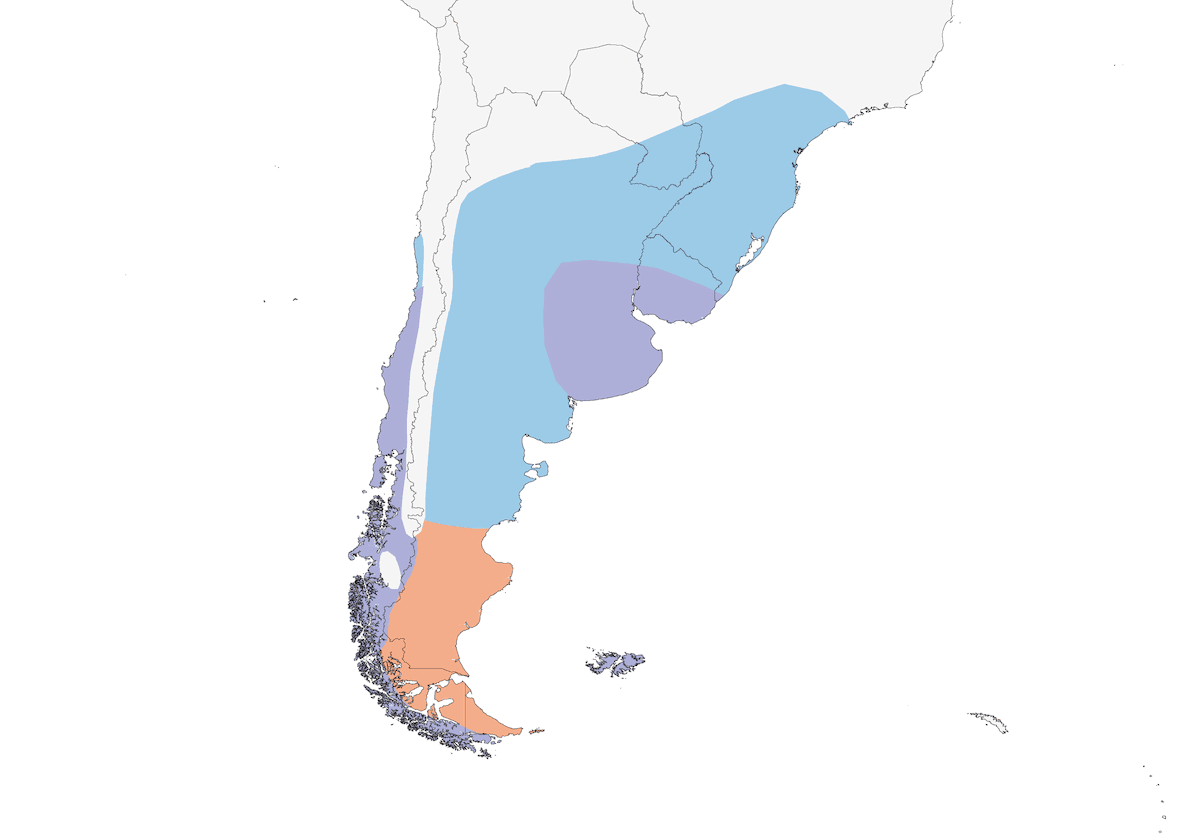 Black-necked Swan, Distribution 1