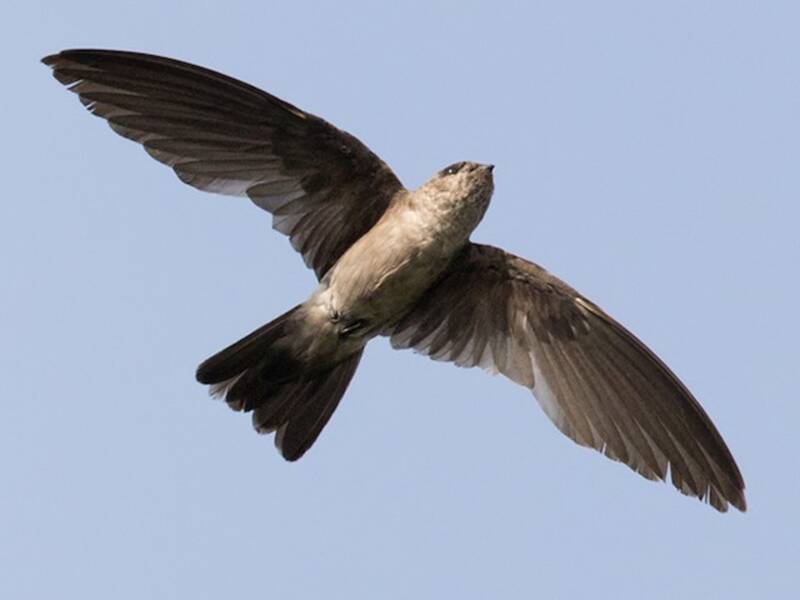 Black-nest Swiftlet, Photos 4