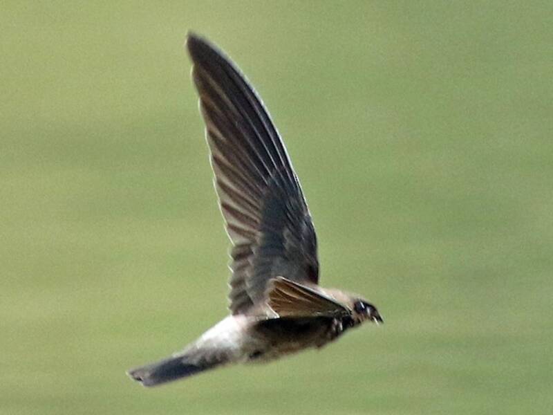 Black-nest Swiftlet, Photos 3
