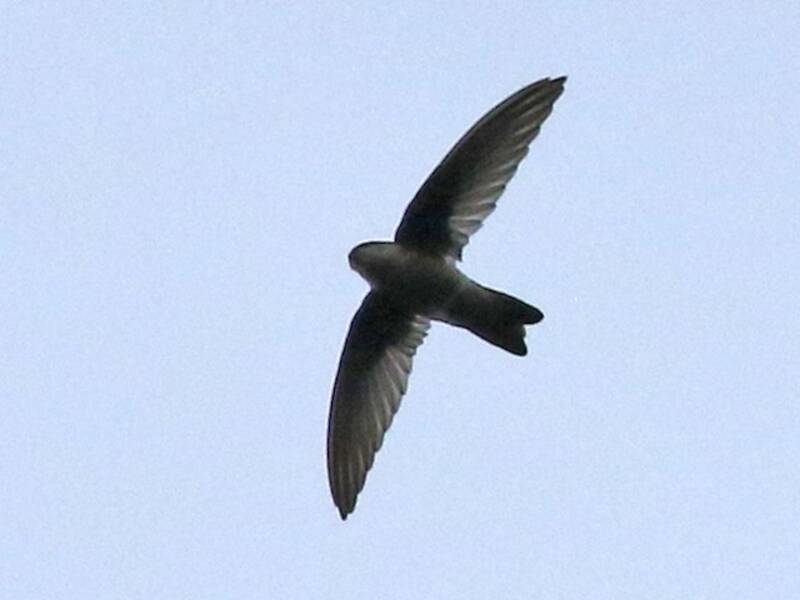 Black-nest Swiftlet