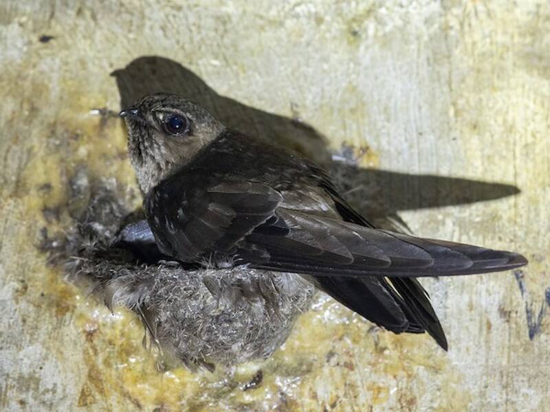 Black-nest Swiftlet, Photos 2