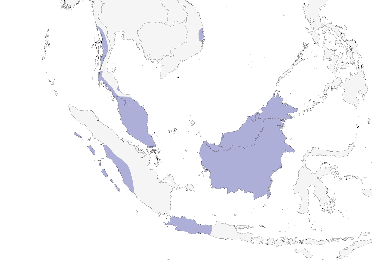 Black-nest Swiftlet, Distribution 1