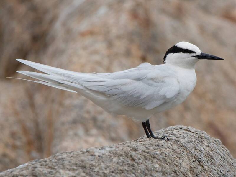 Black-naped Tern, Photos 2