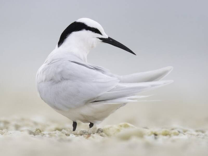 Black-naped Tern, Photos 4