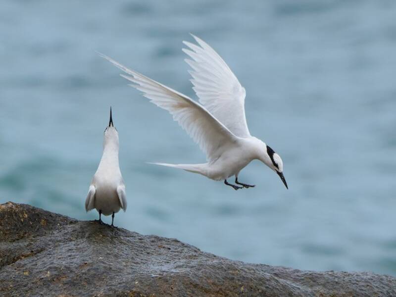 Black-naped Tern, Photos 3