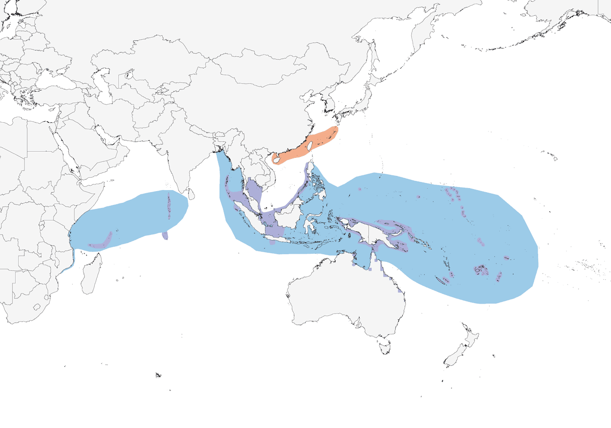 Black-naped Tern, Distribution 1