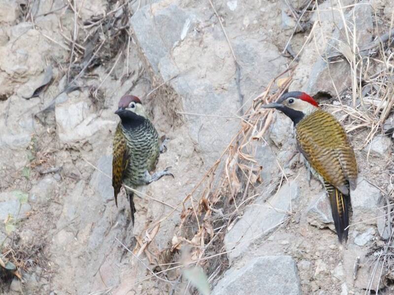 Picchio dal collo nero