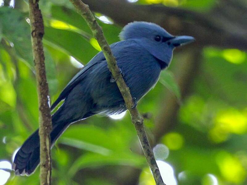 Blue Paradise-Flycatcher
