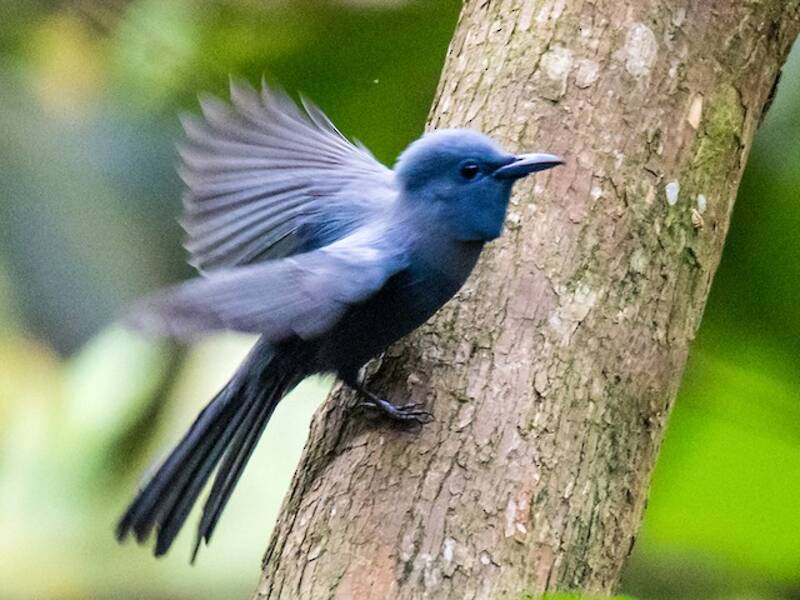 Blue Paradise-Flycatcher, 照片 3