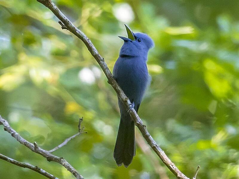 Blue Paradise-Flycatcher, 照片 4