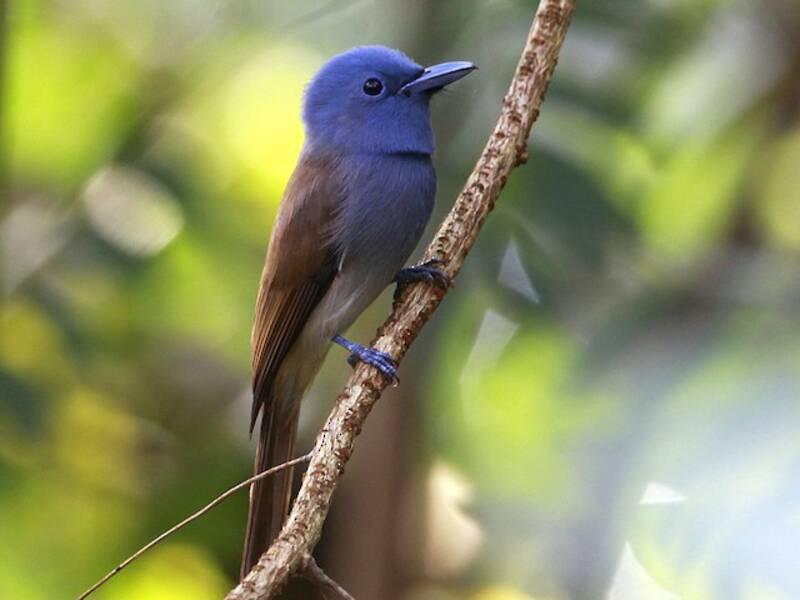 Blue Paradise-Flycatcher, 照片 2