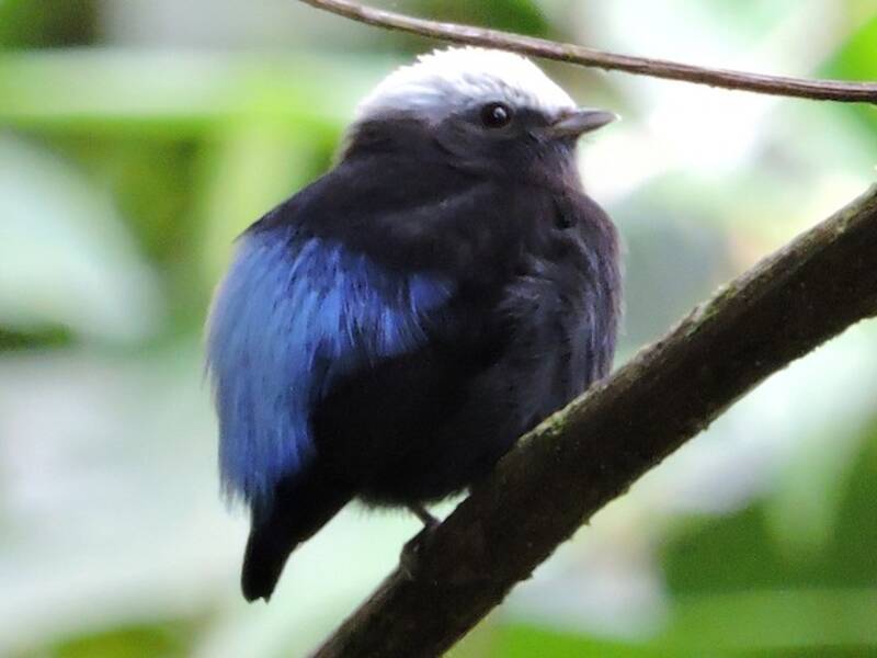 Blauwellen-Manakin, Fotos 4