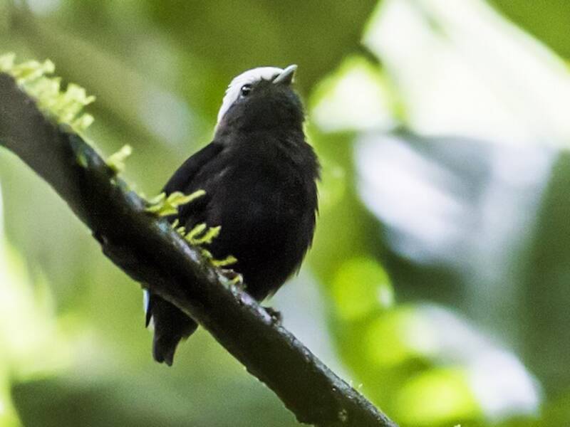 Blauwellen-Manakin, Fotos 3