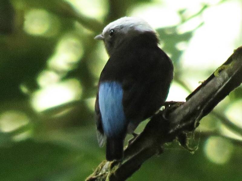 Blauwellen-Manakin, Fotos 2