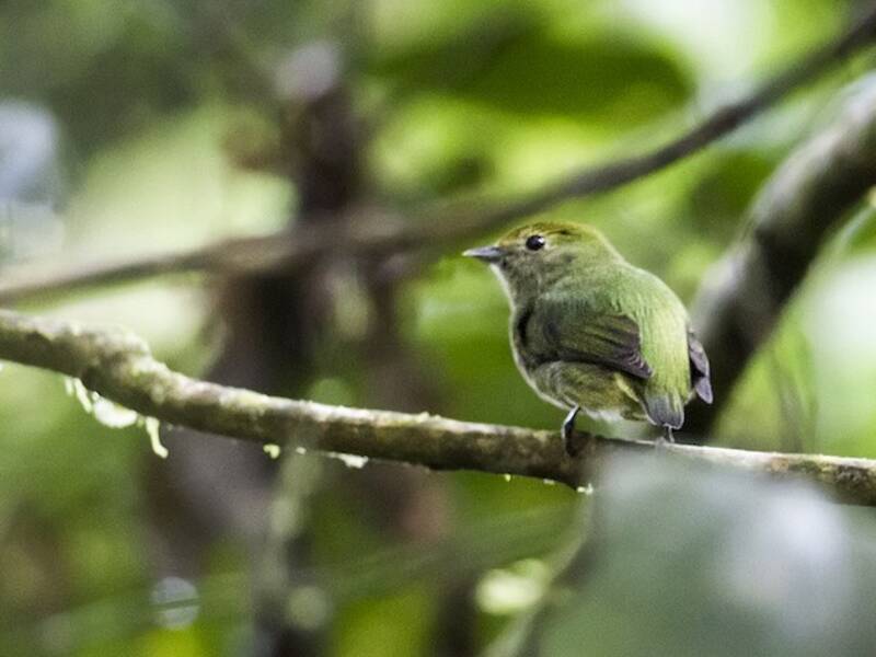 Blue-rumped Manakin