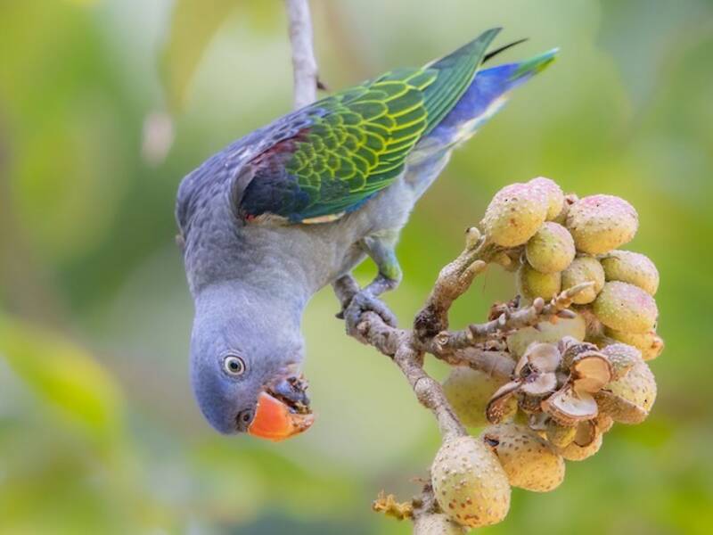 Loro de Rabadilla Azul, Fotos 3
