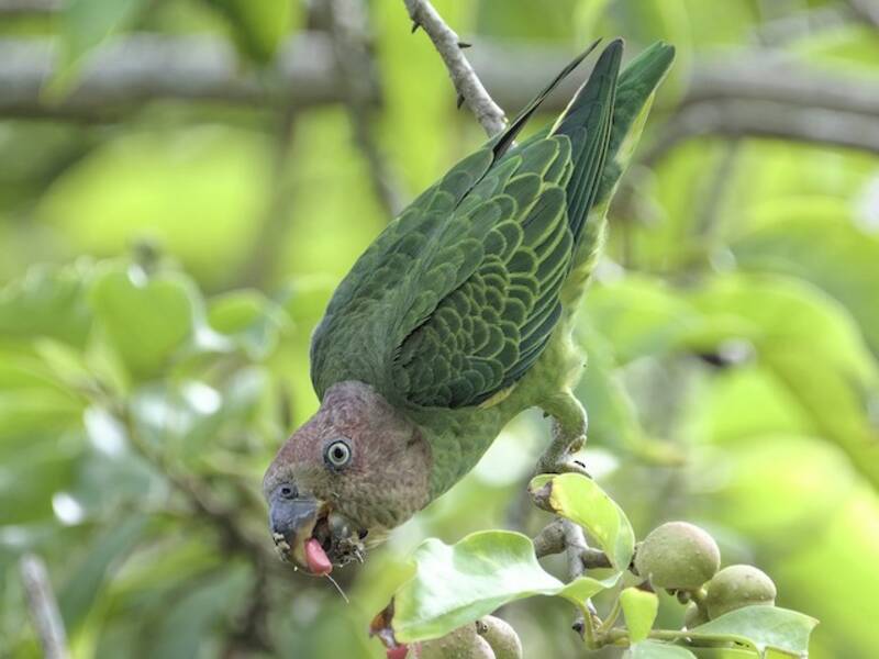 Loro de Rabadilla Azul, Fotos 2