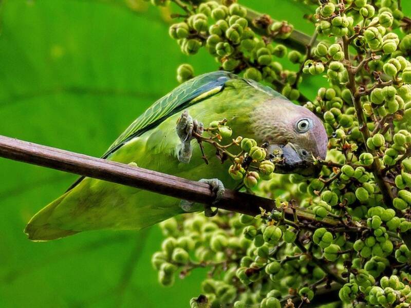 Loro de Rabadilla Azul, Fotos 4