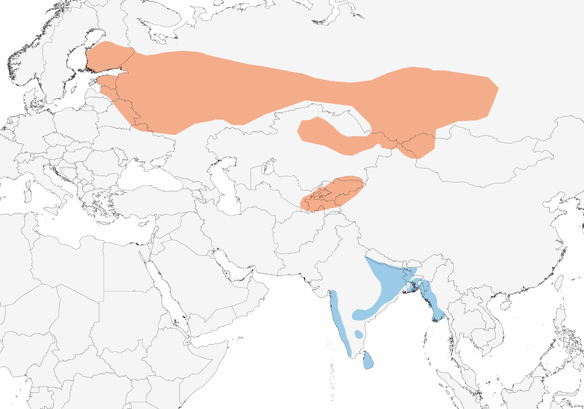 Cannaiola di Blyth, Distribuzione 1