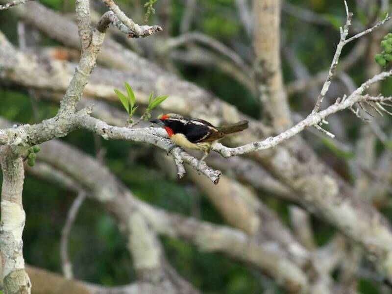 Schwarzkehl-Bartvogel, Fotos 2