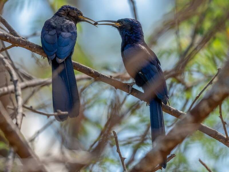 Black Scimitarbill