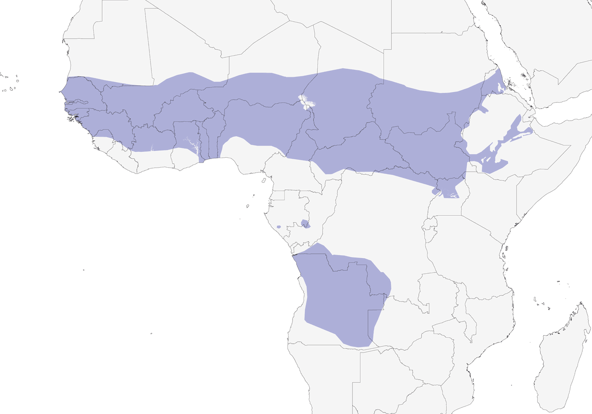 Sitaride nero, Distribuzione 1