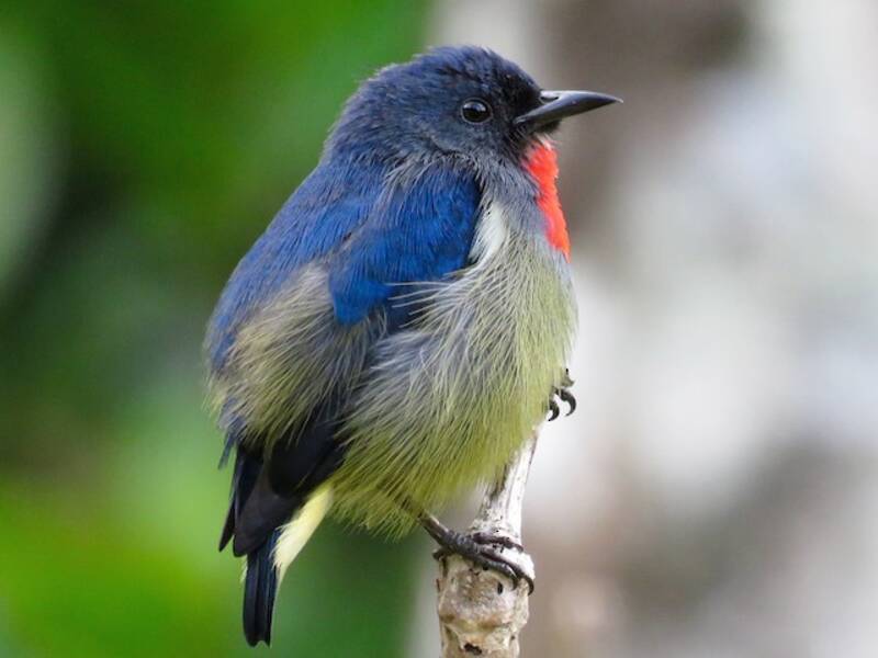 Black-sided Flowerpecker, Photos 3