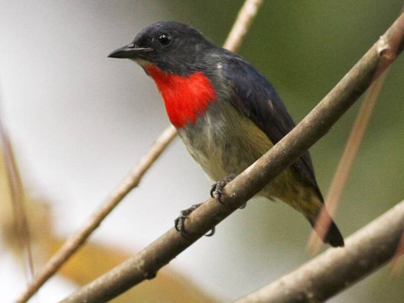 Black-sided Flowerpecker, Photos 2