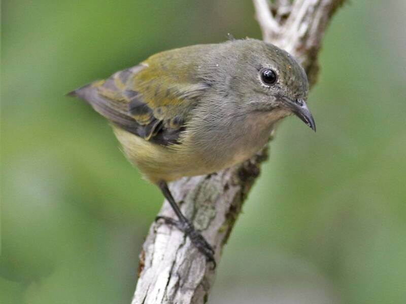 Black-sided Flowerpecker (Dicaeum monticolum)