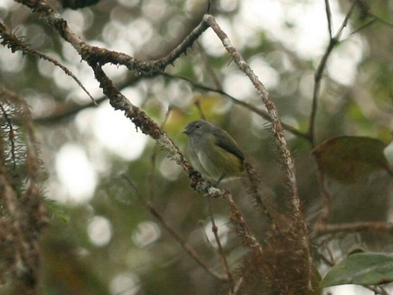 Black-sided Flowerpecker, Photos 4