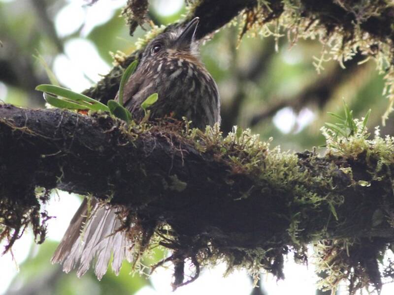 Black-streaked Puffbird
