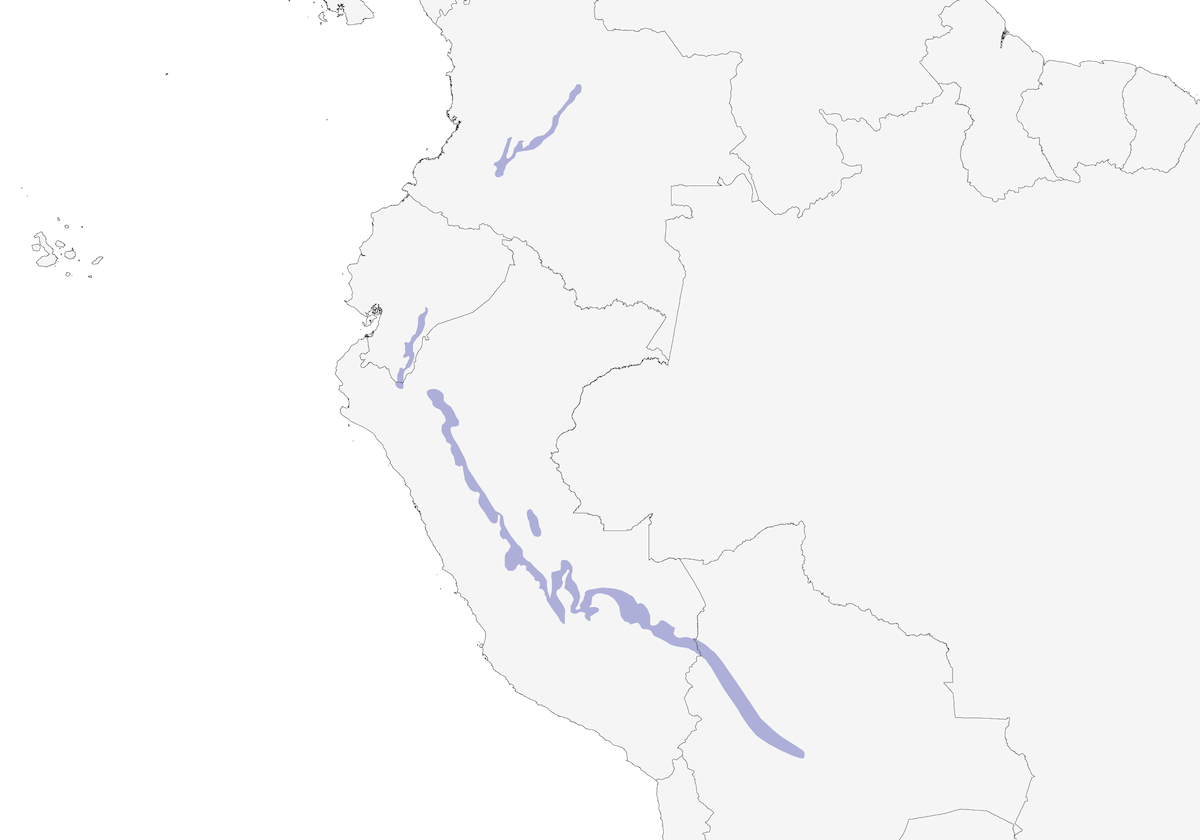 Barbion strié, Distribution 1