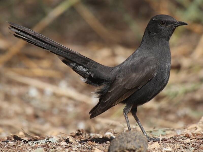 Pettirosso di macchia nero, Foto 3