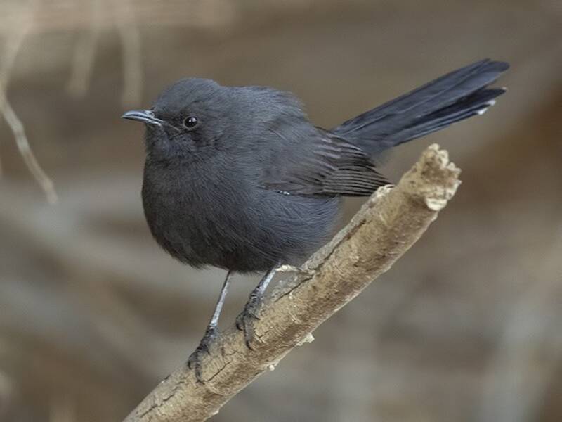 Pettirosso di macchia nero
