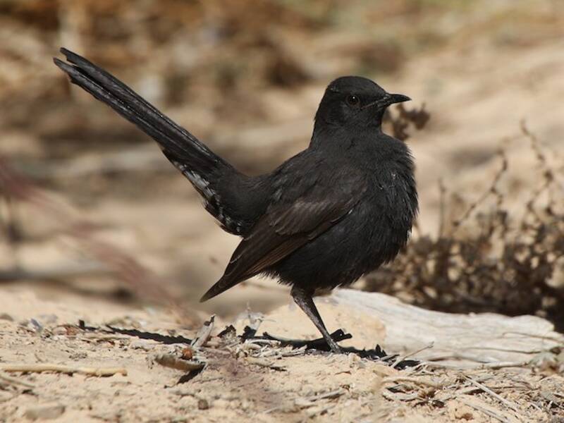Pettirosso di macchia nero, Foto 2