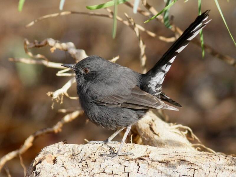 Pettirosso di macchia nero, Foto 4