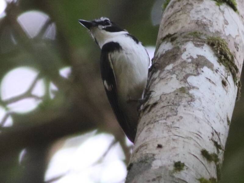 Petirrojo flanquinegro, Fotos 4