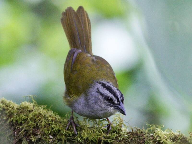 Black-striped Sparrow