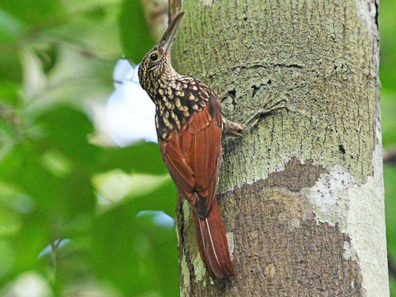Black-striped Woodcreeper, Photos 2