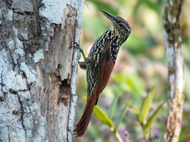 Black-striped Woodcreeper, Photos 4