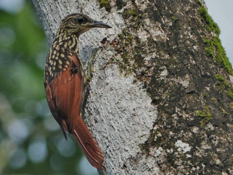 Black-striped Woodcreeper, Photos 3