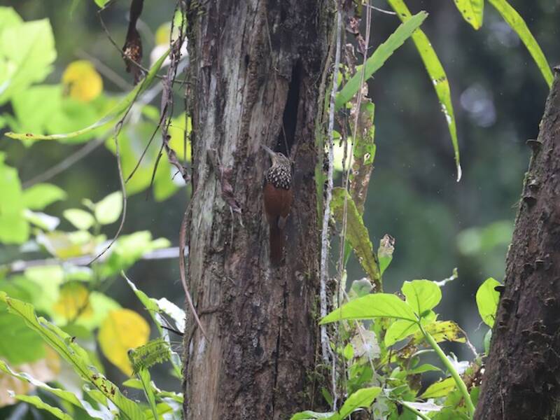 Black-striped Woodcreeper