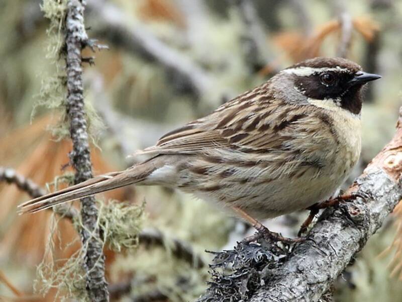 Black-throated Accentor, Photos 2