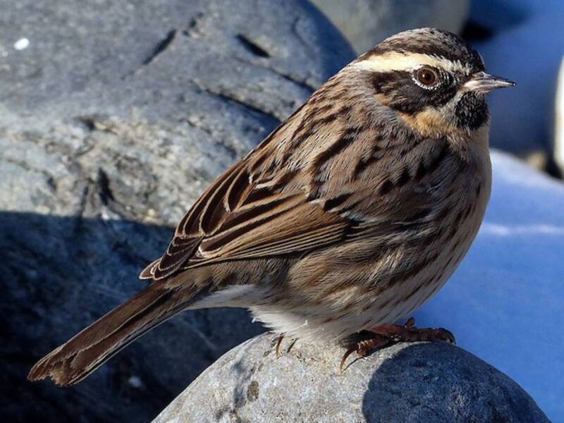 Black-throated Accentor, Photos 3