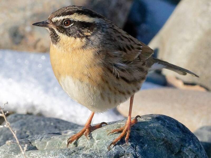 Black-throated Accentor, Photos 4