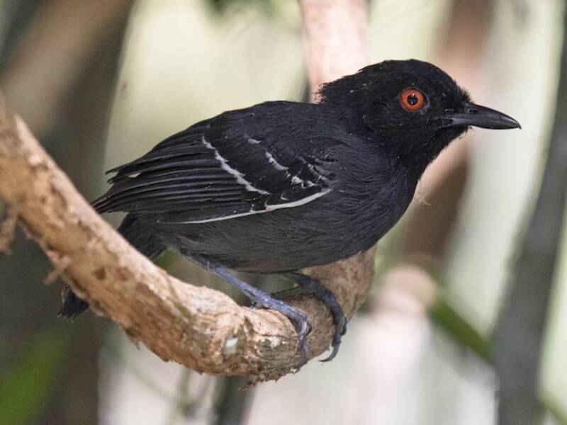 Mirmeciza codanera, Foto 2