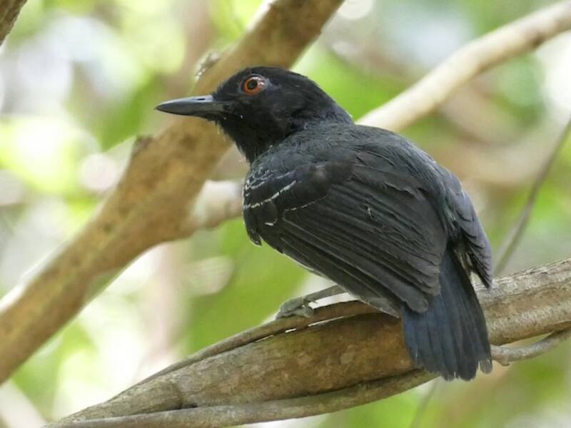 Mirmeciza codanera